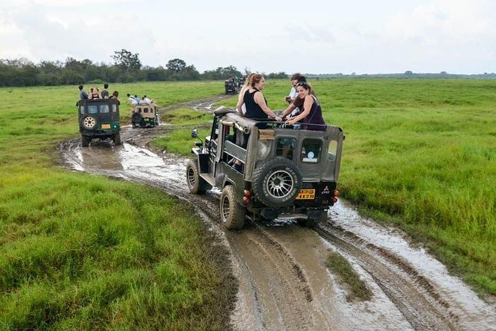Safari jeeps navigate a muddy trail through Wilpattu National Park grasslands.
