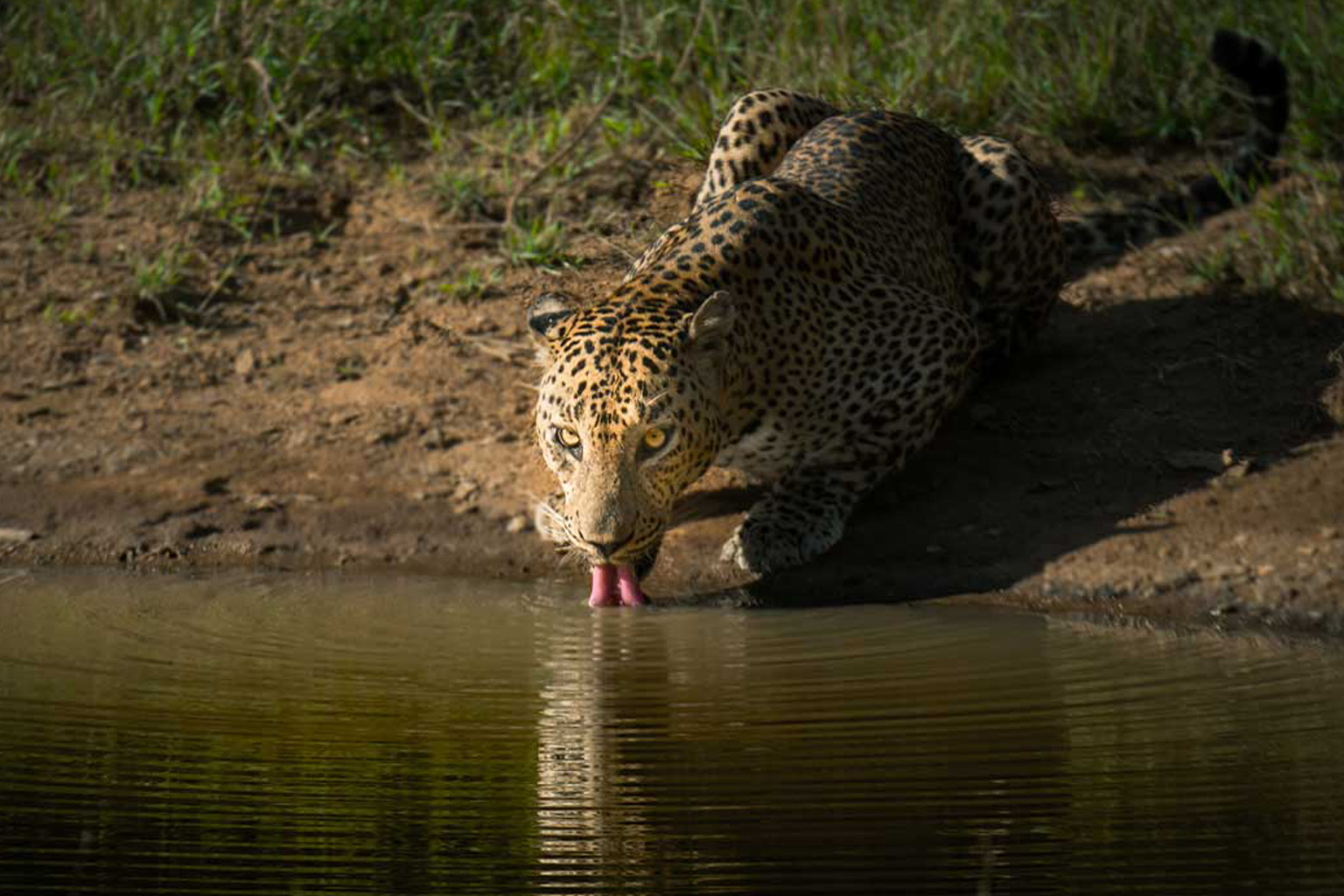 leopard Safari