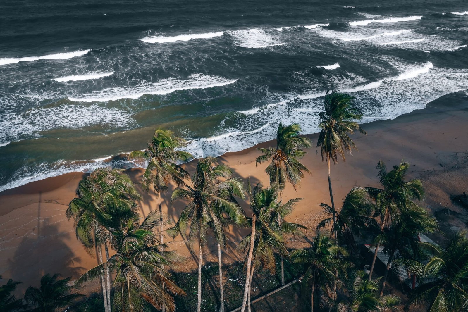 Aerial view of tropical beach, coconut palms, and rolling ocean waves.