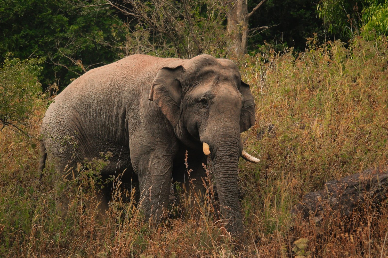 Asian elephant roaming through dense green and reddish scrubland.
