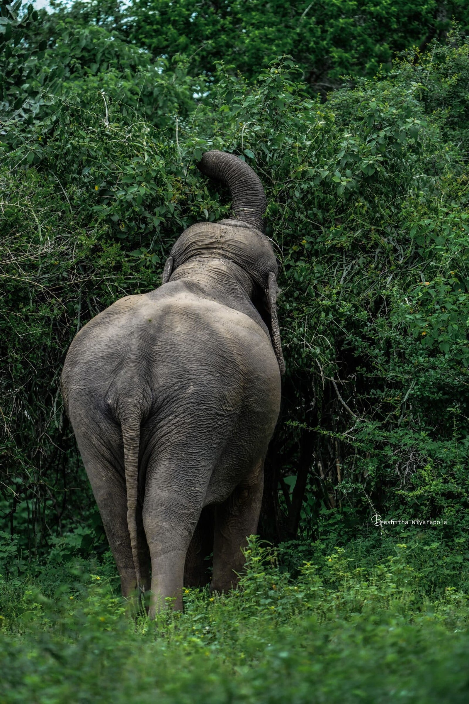 African elephant foraging with raised trunk in dense green forest vegetation.