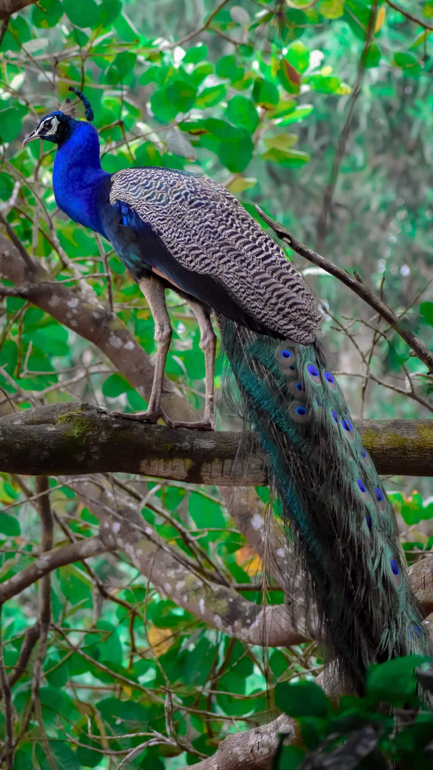 Blue peacock perched on a forest branch with long iridescent tail feathers.