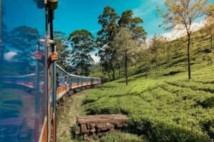 Blue passenger train curves through a sunlit hillside tea plantation.