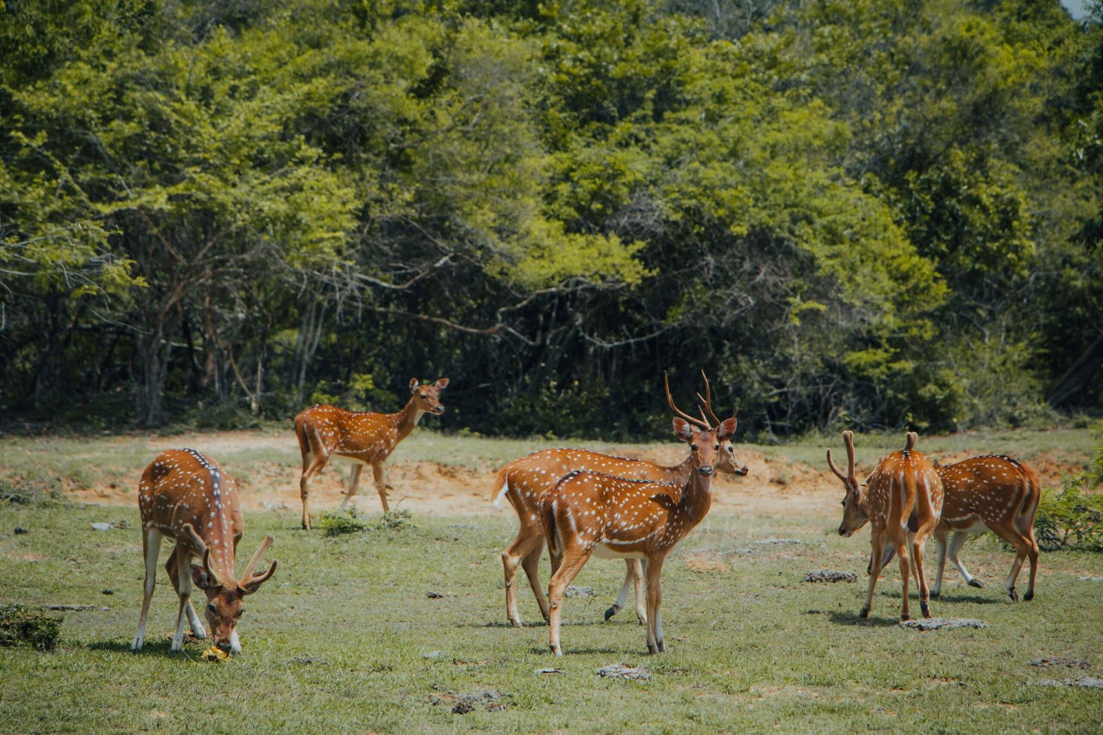 Five spotted deer grazing in a grassy forest clearing.