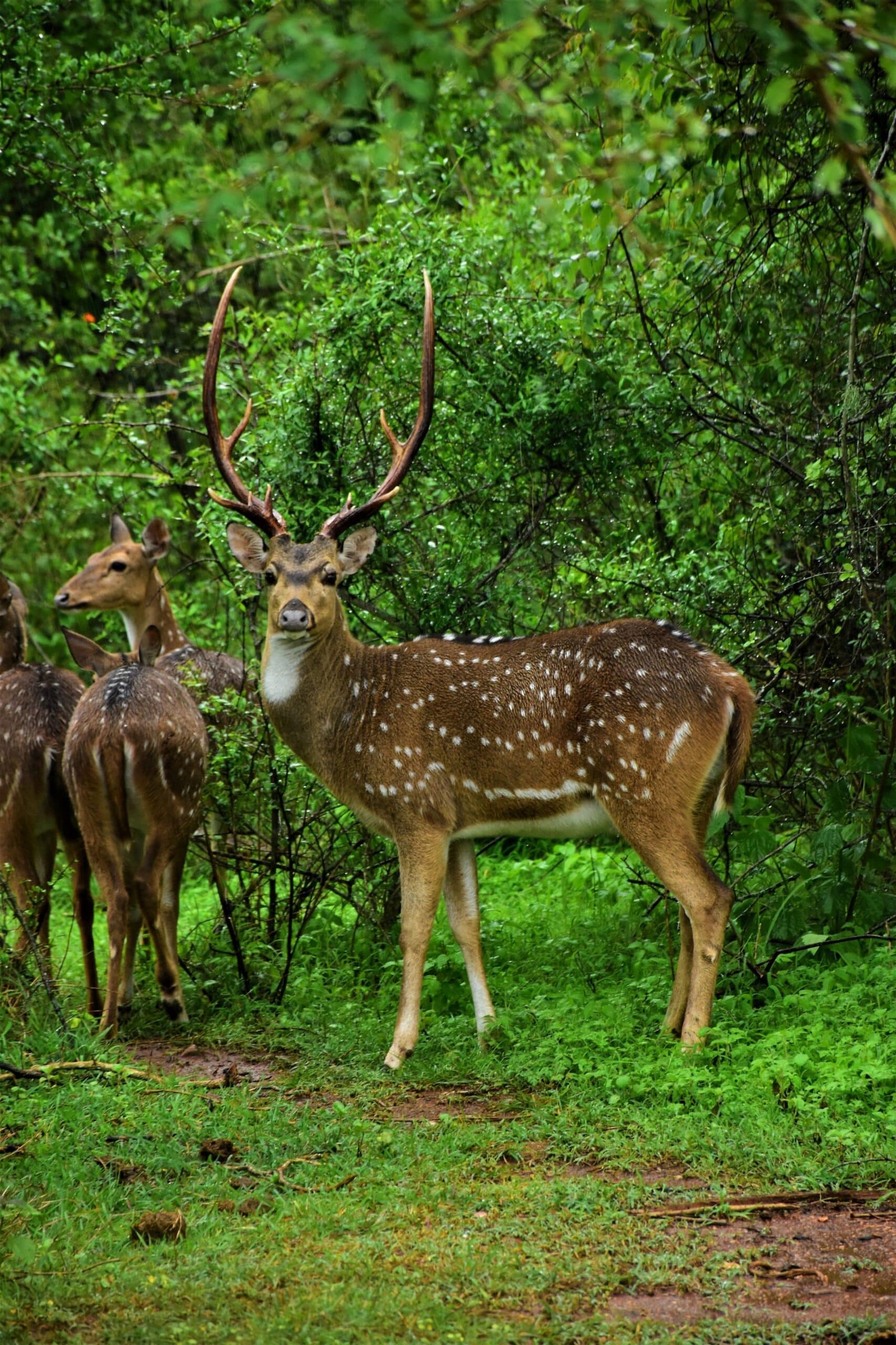 Spotted deer stag with branching antlers standing in a lush green forest clearing.