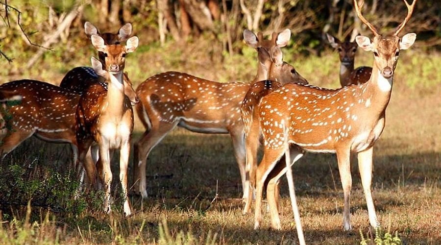 Wasgamuwa national park