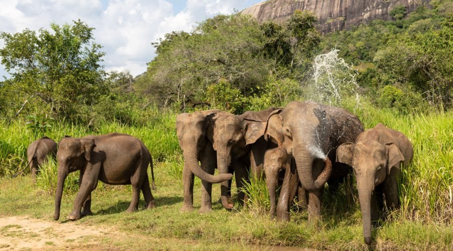 African elephant herd with juvenile crossing a lush savanna beneath a rocky hillside.