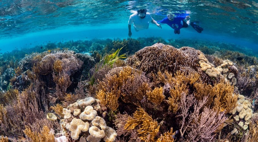 Snorkelers explore a vibrant tropical coral reef beneath clear turquoise water.
