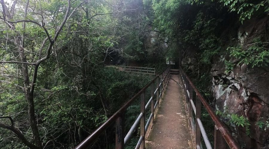 Narrow pedestrian bridge winding through a lush, secluded forest beside a mossy rock wall.