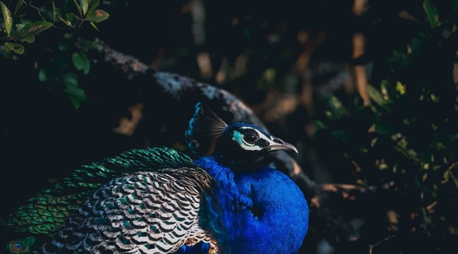 Vibrant blue peacock standing amid shadowy forest foliage.