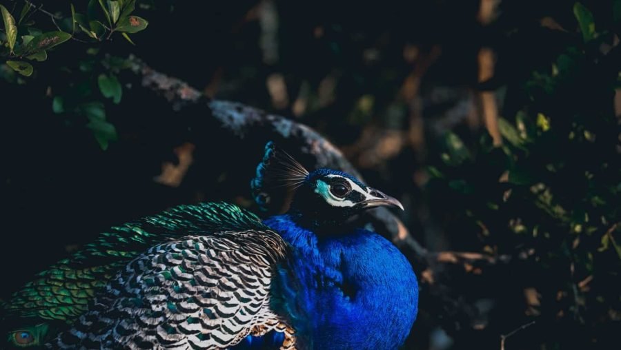 Vibrant blue peacock standing amid shadowy forest foliage.