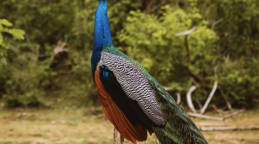 Majestic blue peacock perched on a weathered fallen log in a woodland setting.