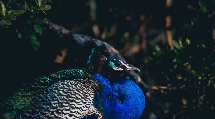 pexels-isharakasthuriarachchi-11479220
