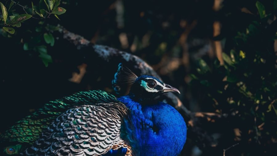 pexels-isharakasthuriarachchi-11479220