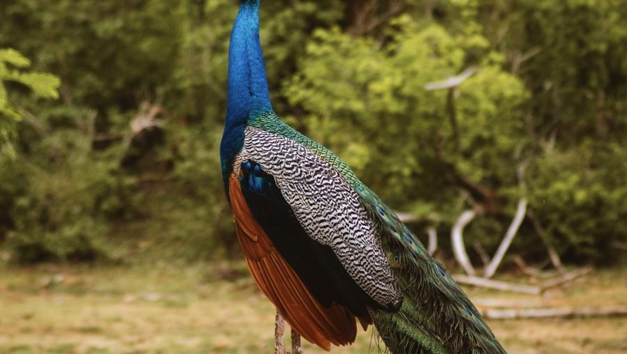 pexels-leefinvrede-18463824