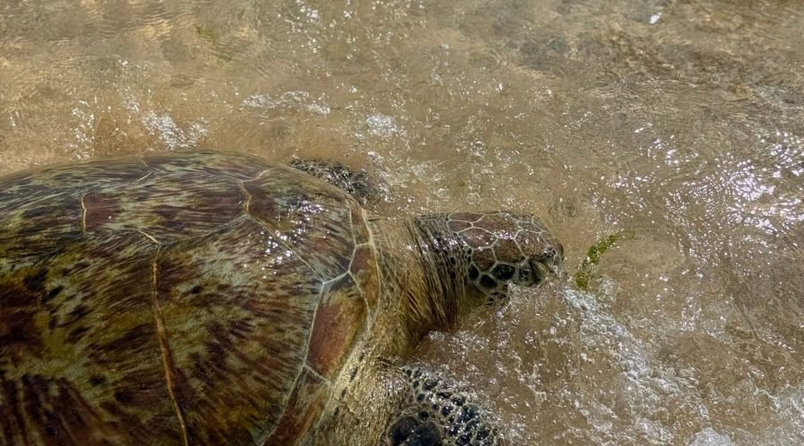 Sea turtle swimming through foamy shallow coastal water near a sandy shoreline.