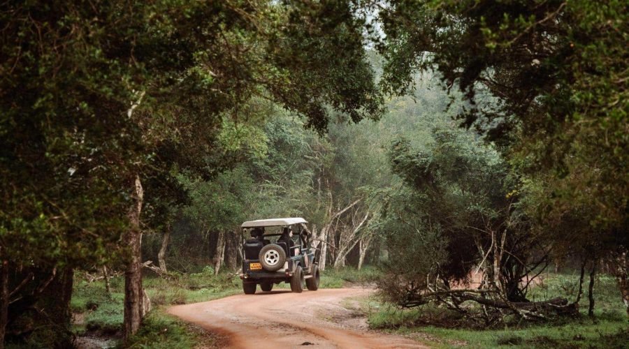 Safari jeep driving along a dirt road through Wilpattu National Park forest.